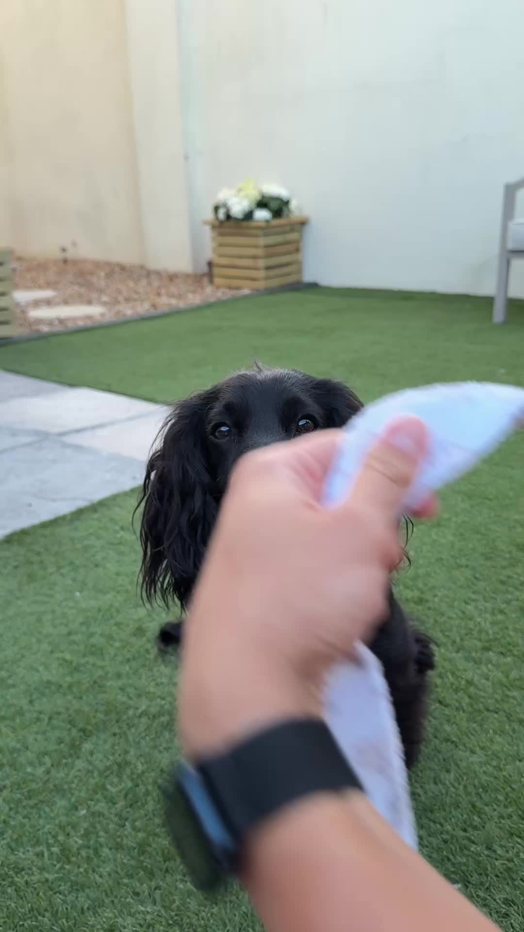 @maggie.moo.cocker
