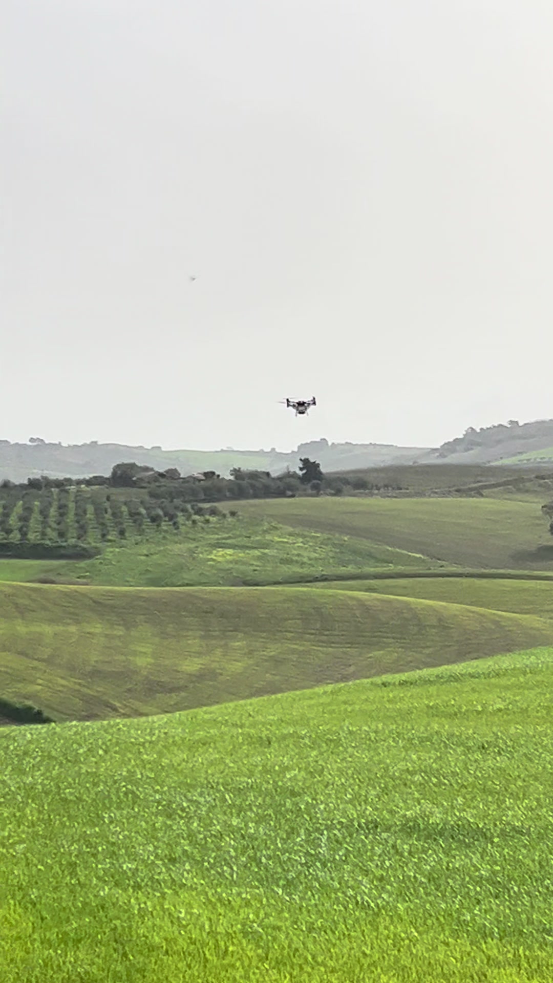 @DV.farm96