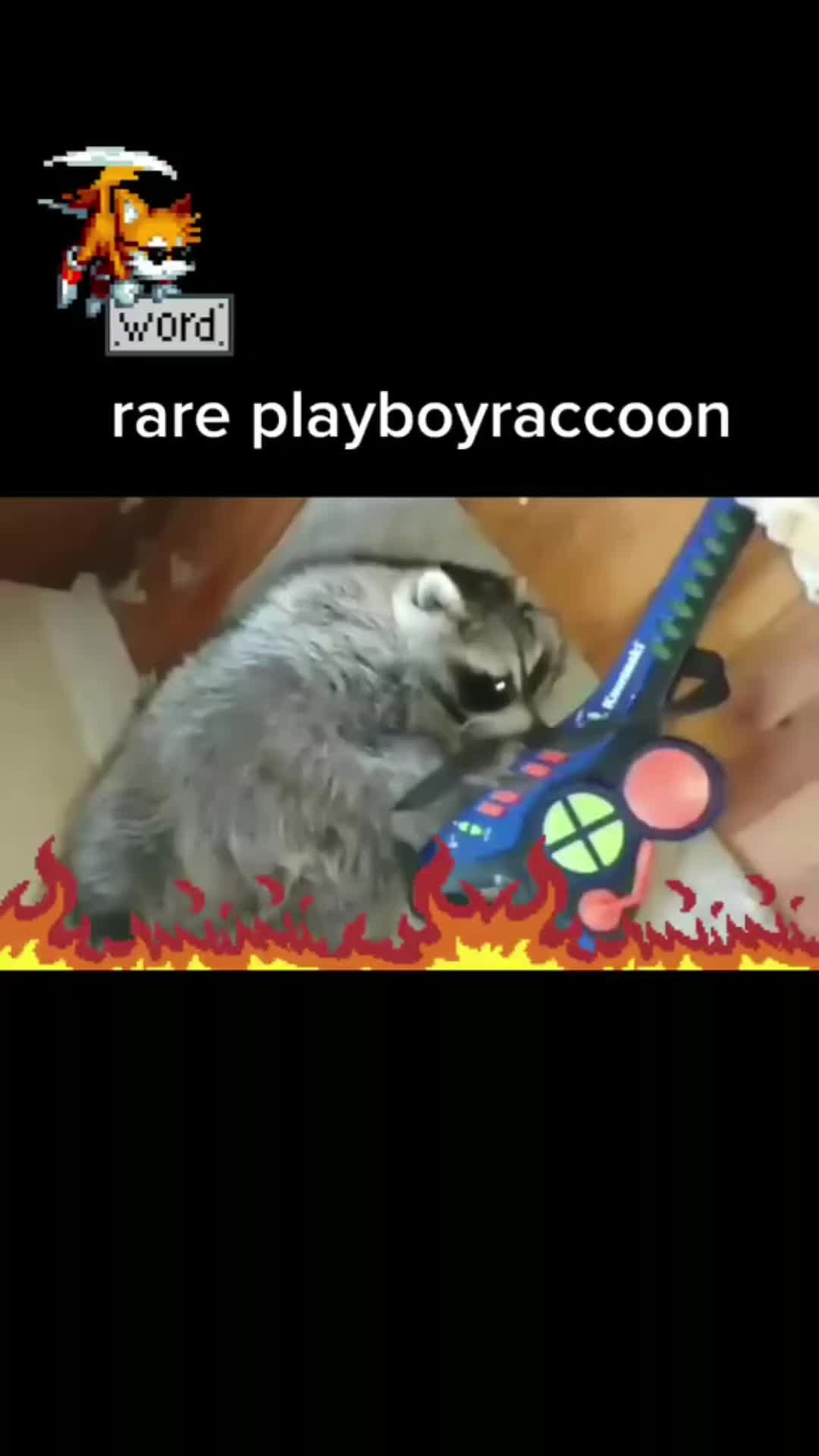 @playboyraccoon