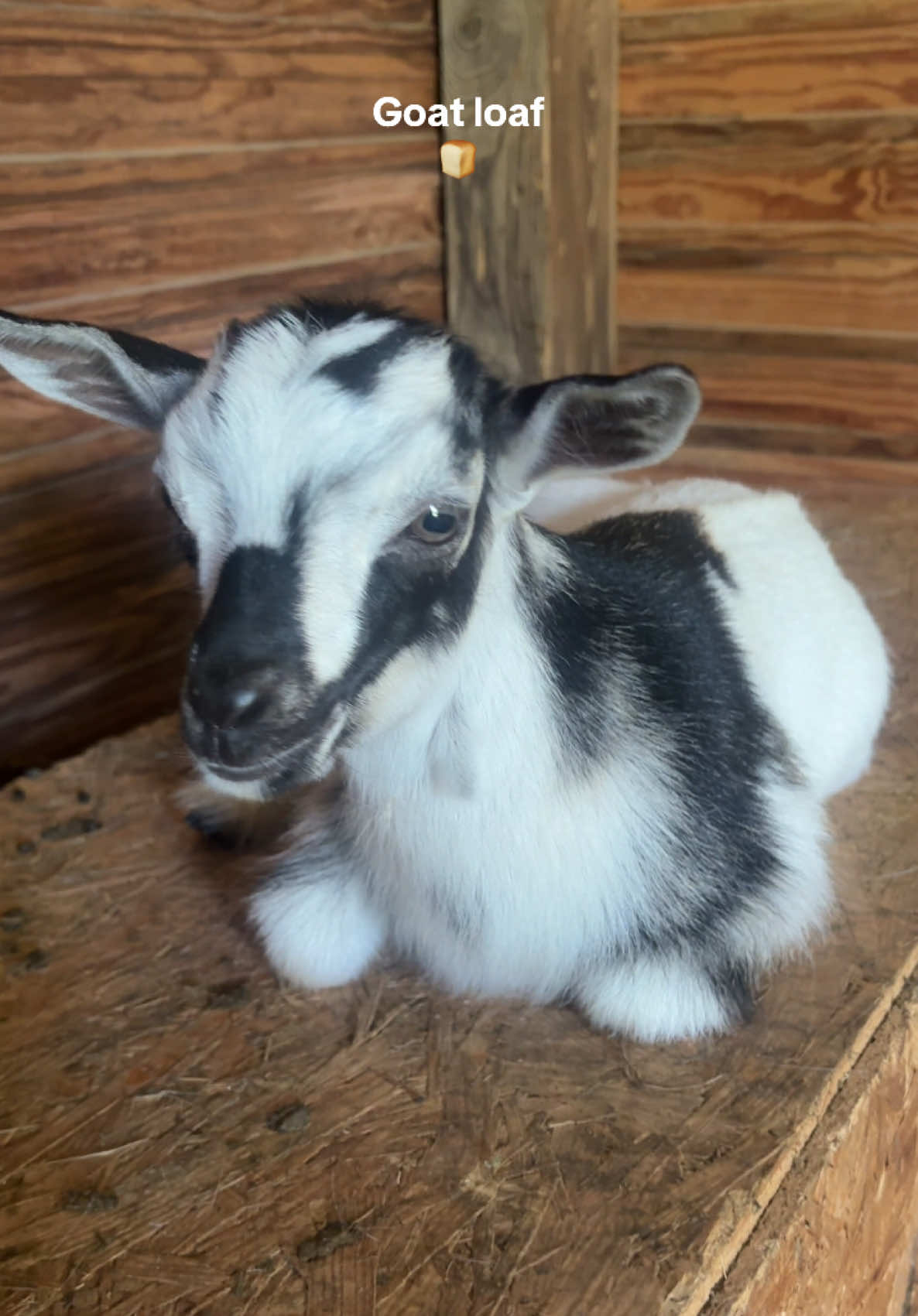 @Mindy | Pretend Farmer