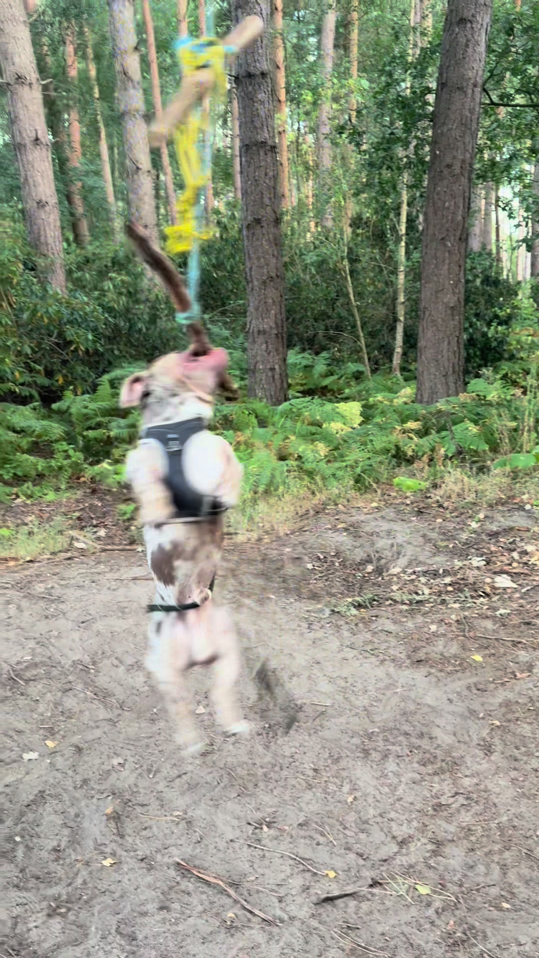 @pablothelittlebullydog