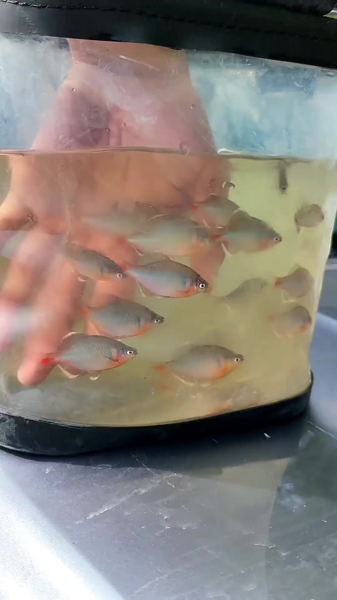 @JFL|UK Micro Fishing