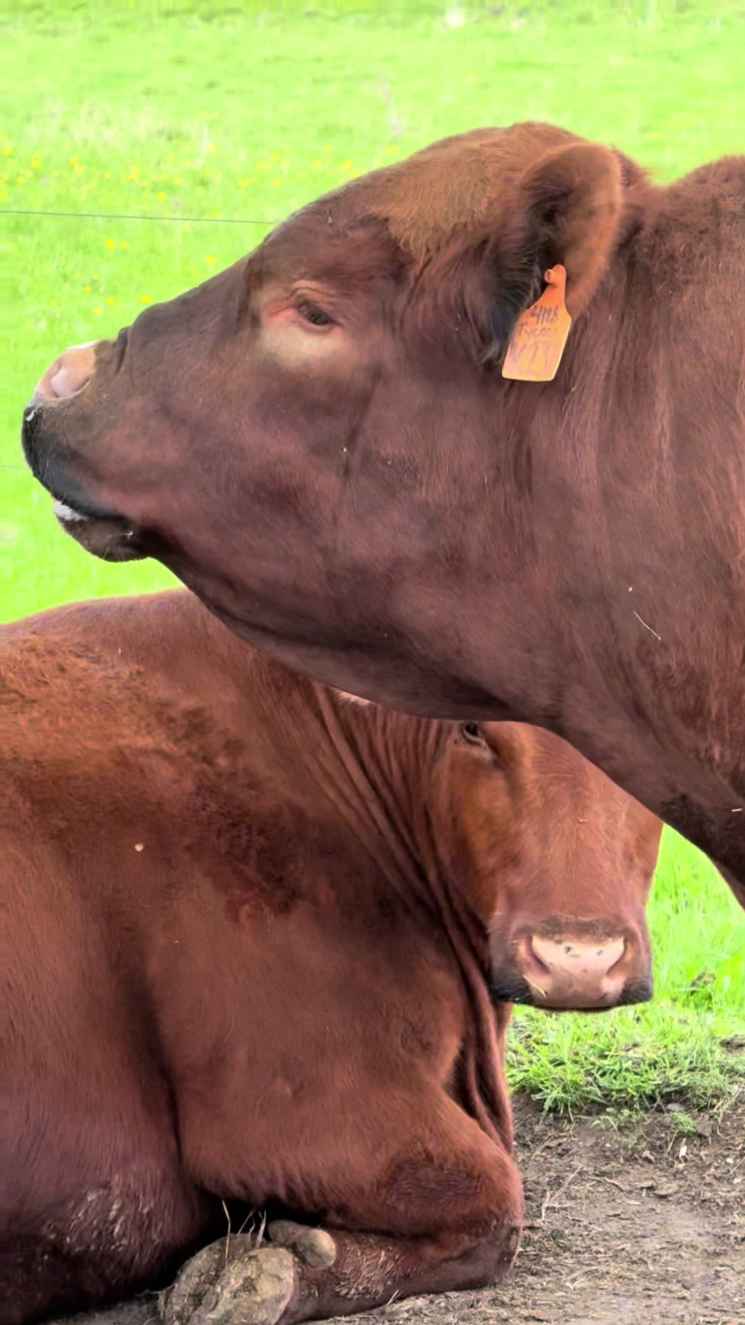 @Circle E Ranch Red Angus MN