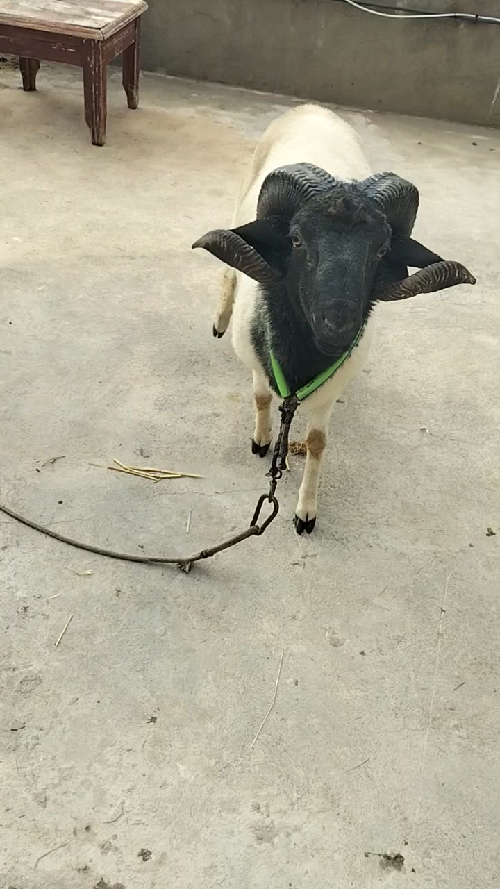 @😎😎 🐏🐏🫣🫣