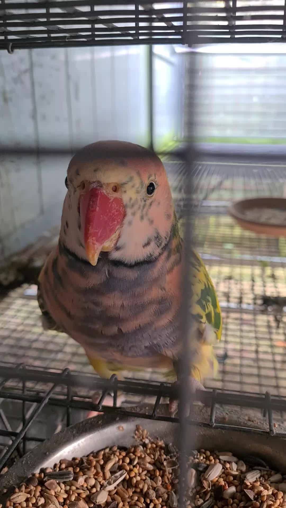 @๐ฅ Vicky's Parrots ๐ฅ