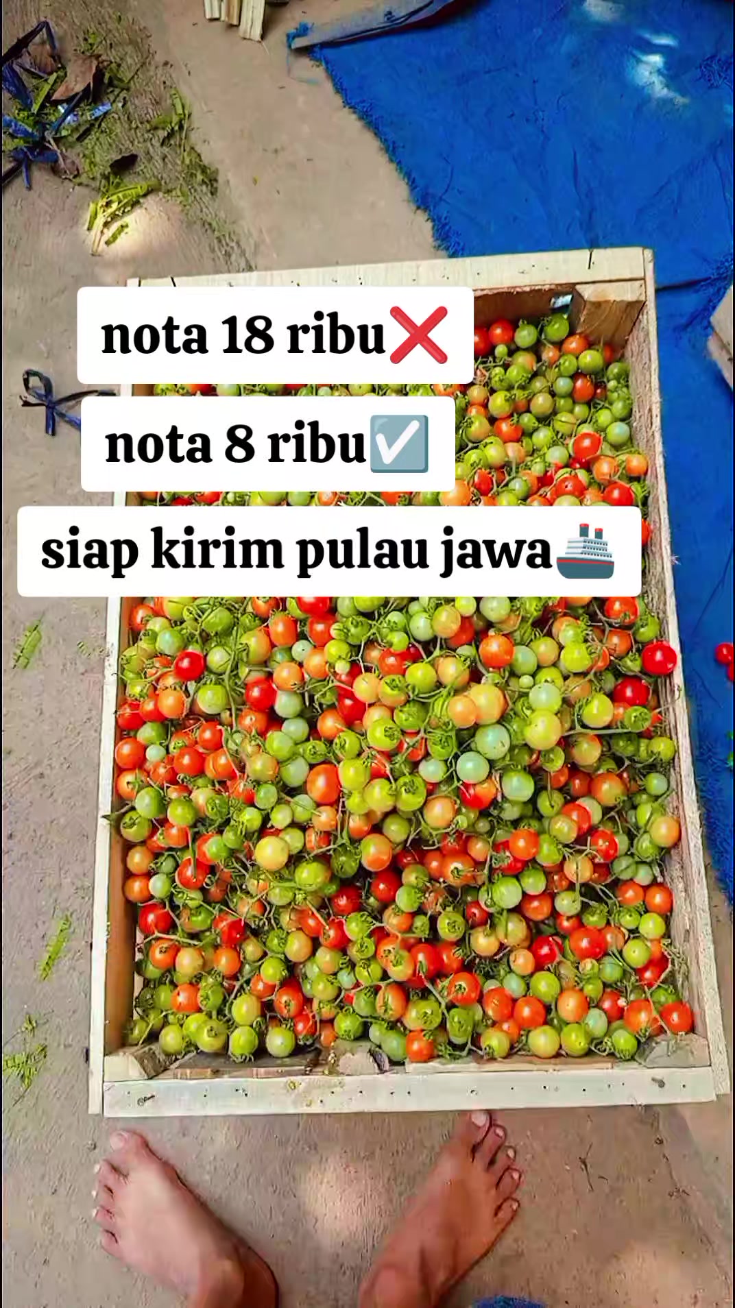 @raja rampai tanggamus