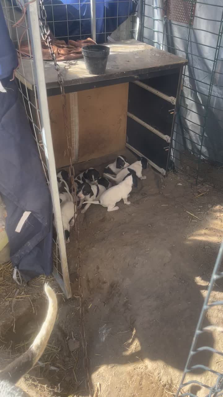 @passion du chien courant
