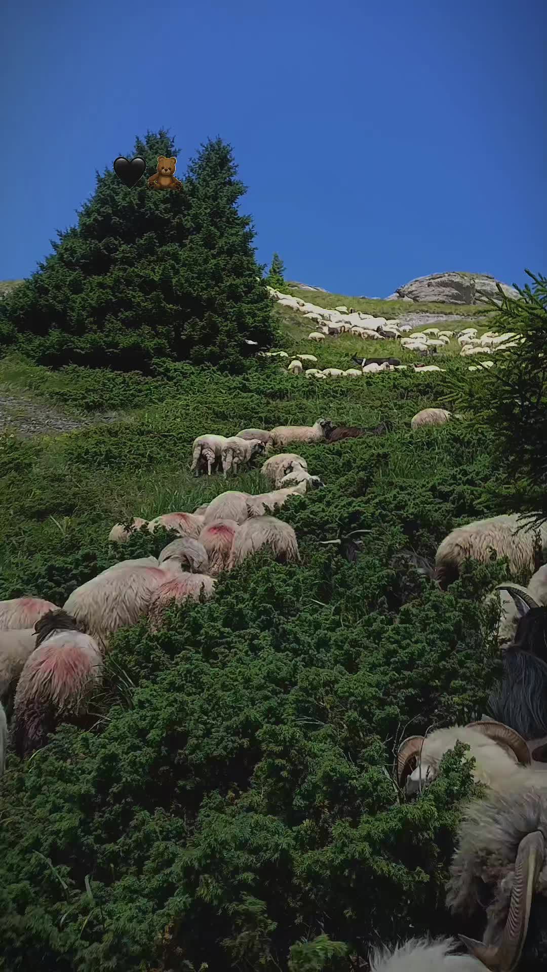 @Jidanu 🌲🐕🐑🌲❤️