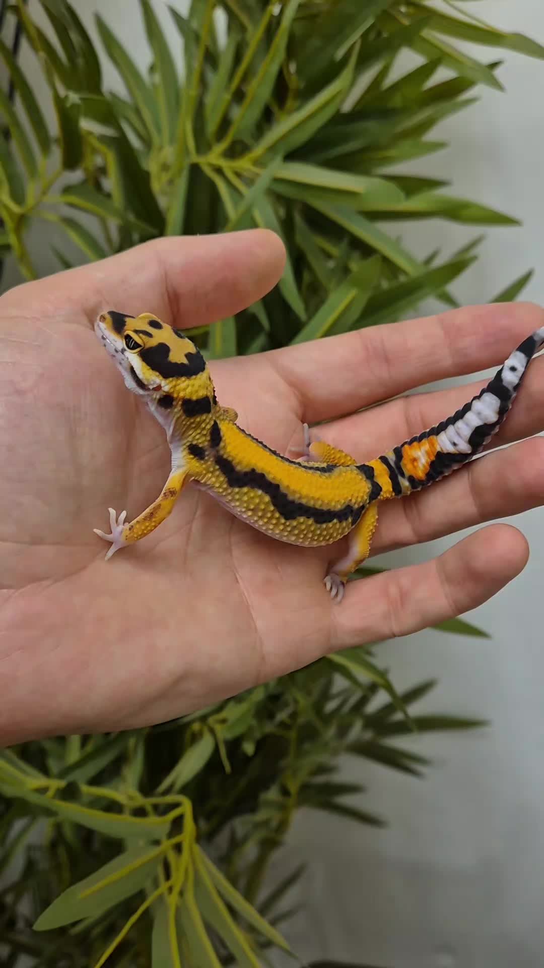 @CambridgeGecko