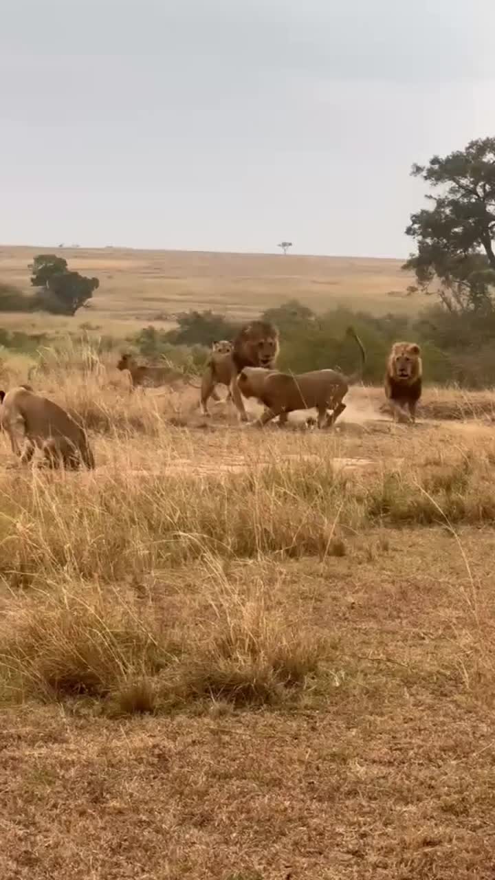 @Албена Граминова