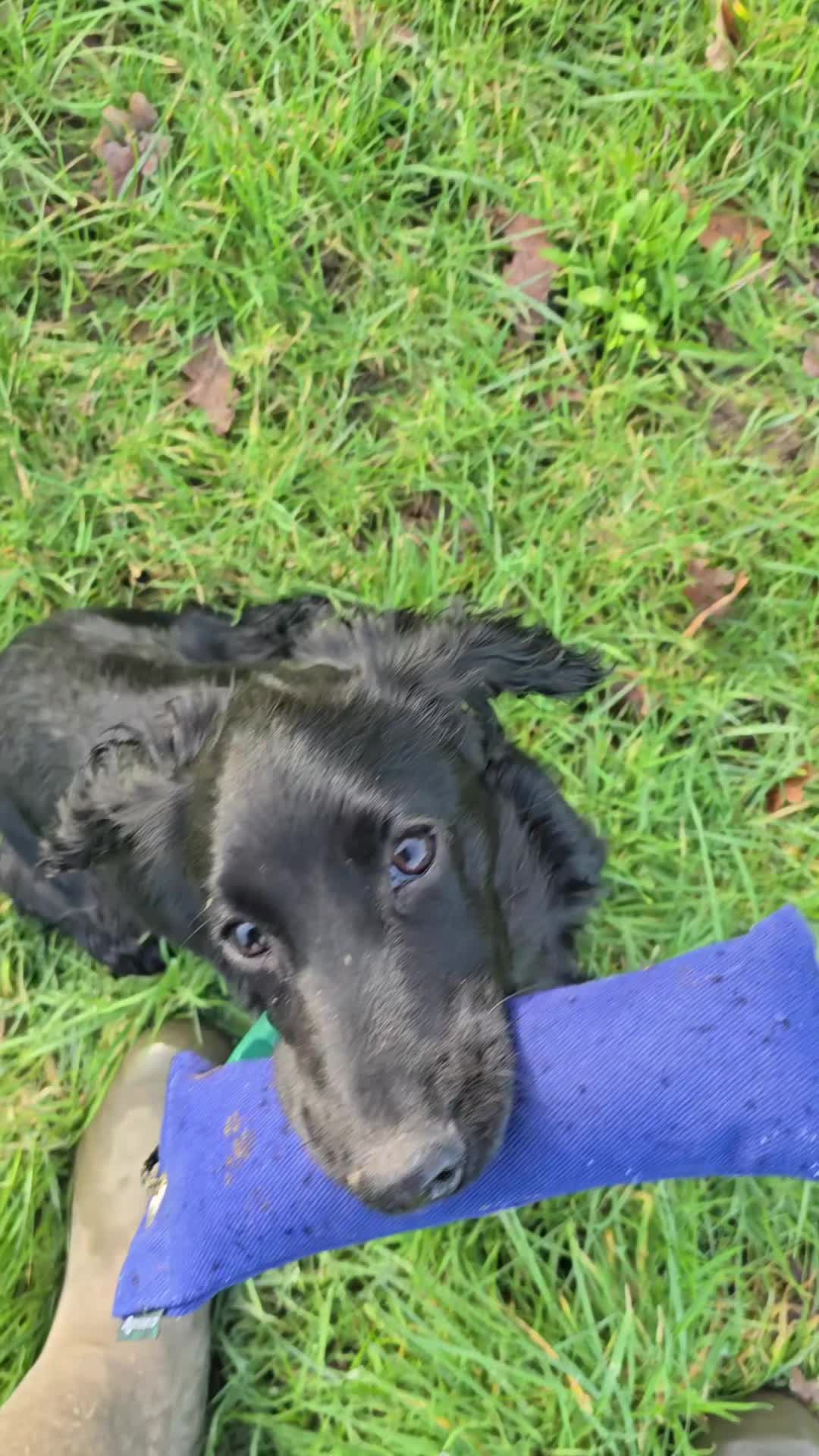 @MillHillGundogs