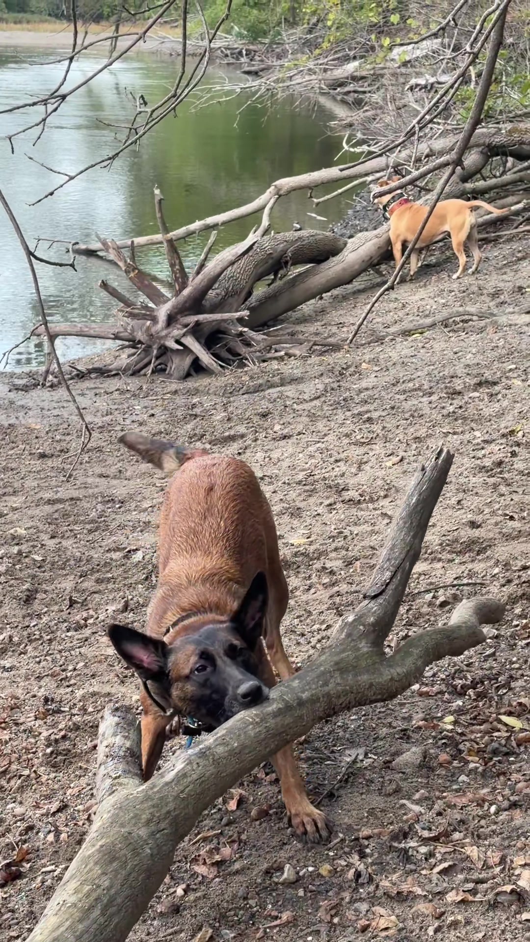 @dogstrainjen