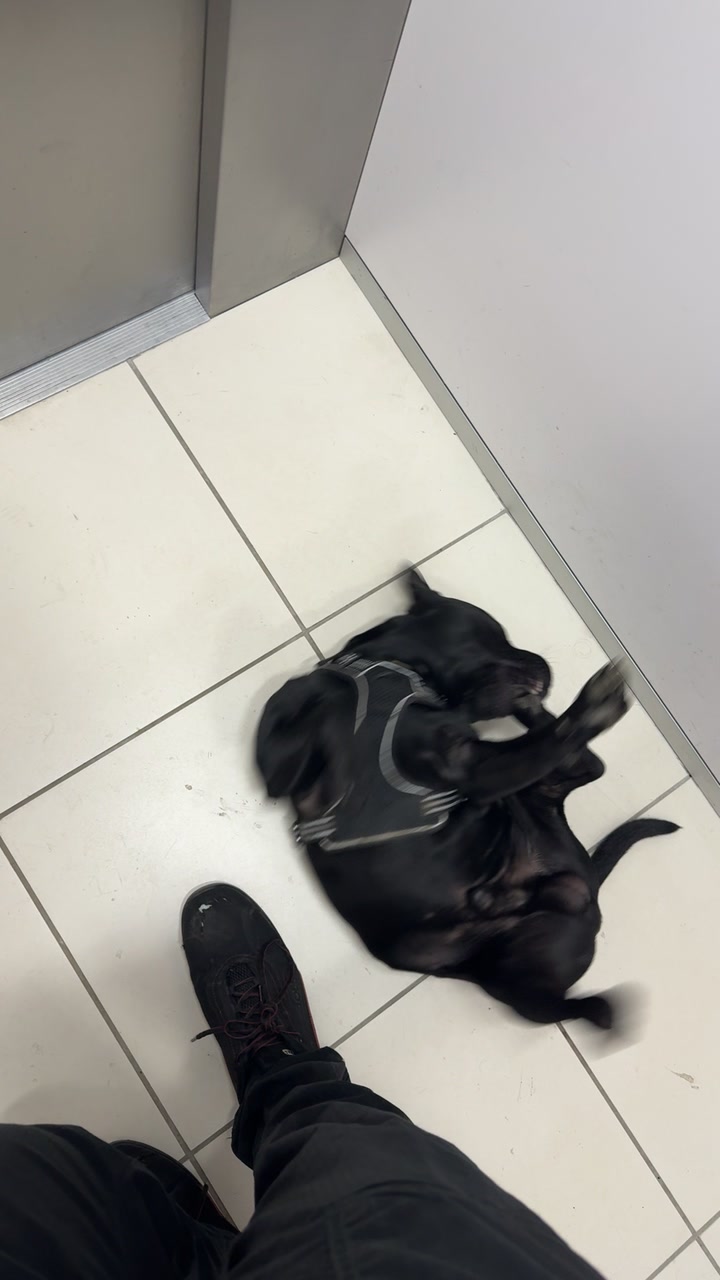 @staffie.young.tao