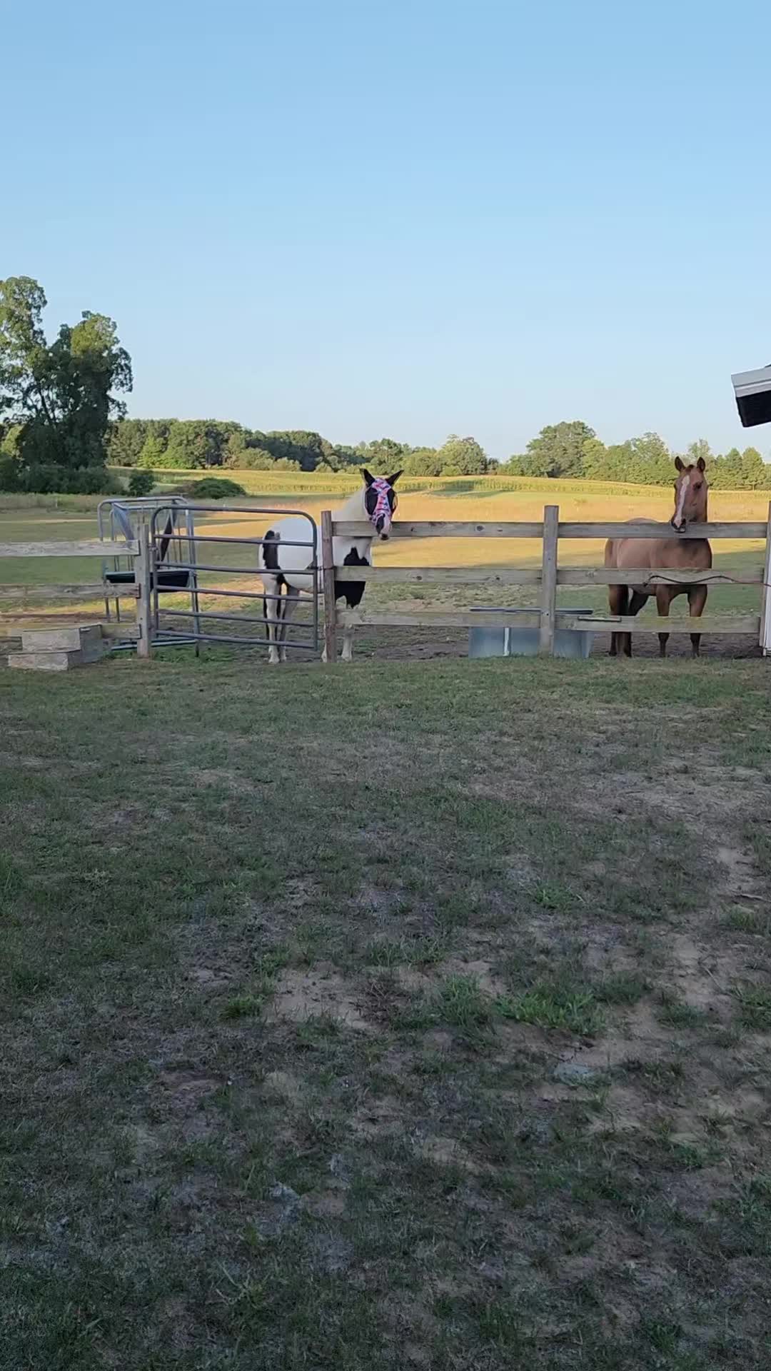 @minihorsemomandtrainer🐴🐴🐴🐴