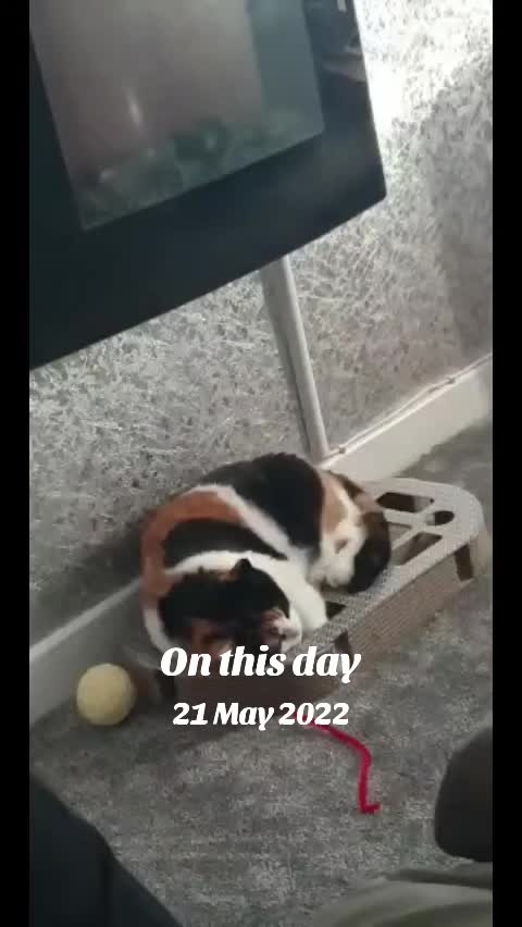 @🐾 LOLA CAT 🐾
