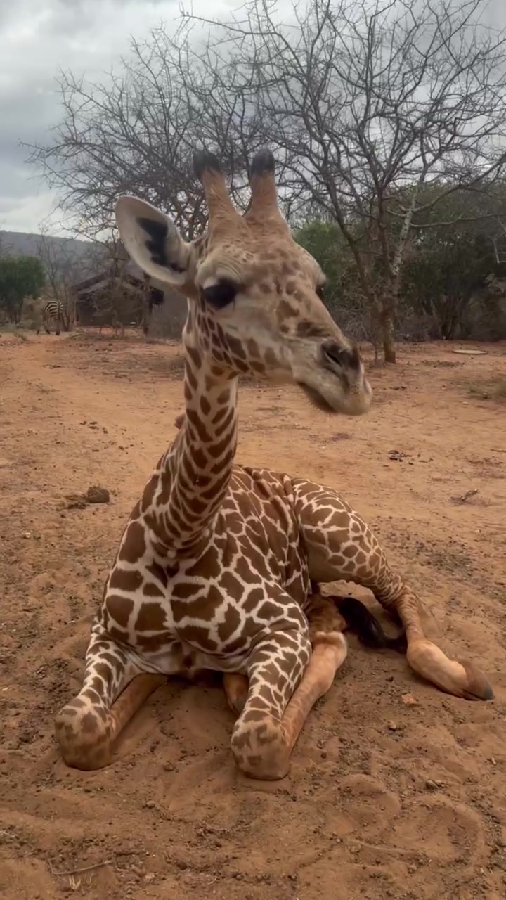 @SheldrickTrust