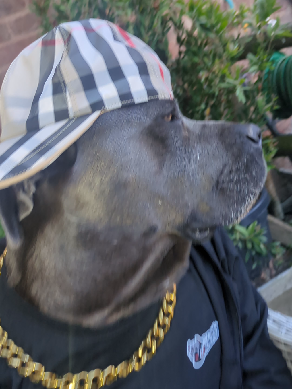 @mist_the_canecorso