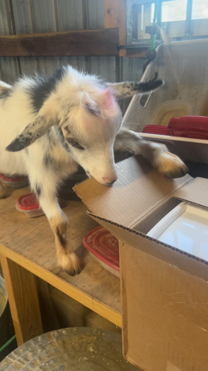 @FeralFarm