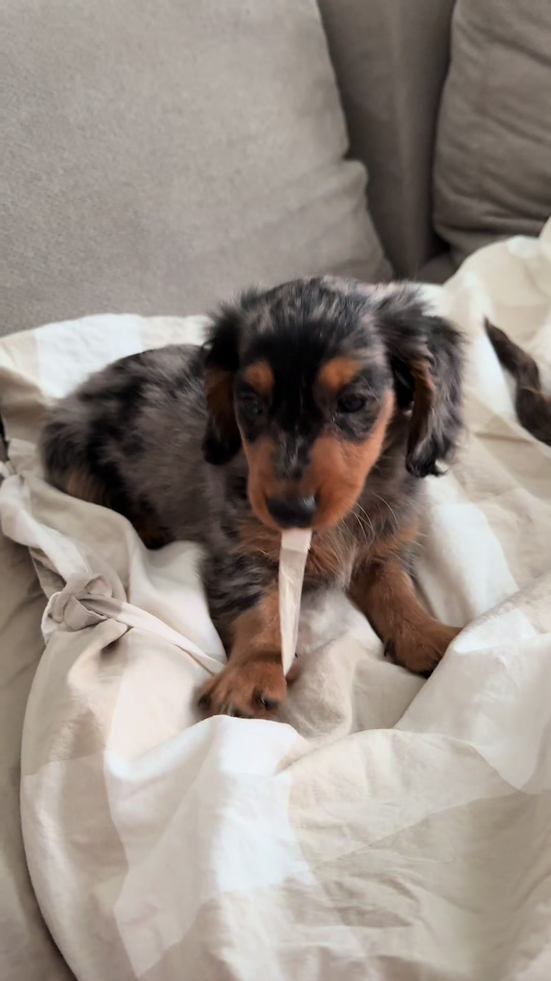 @Lio&Lou I Dachshund