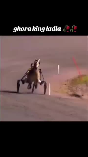 @🐴 گھوڑا شوق 🐴