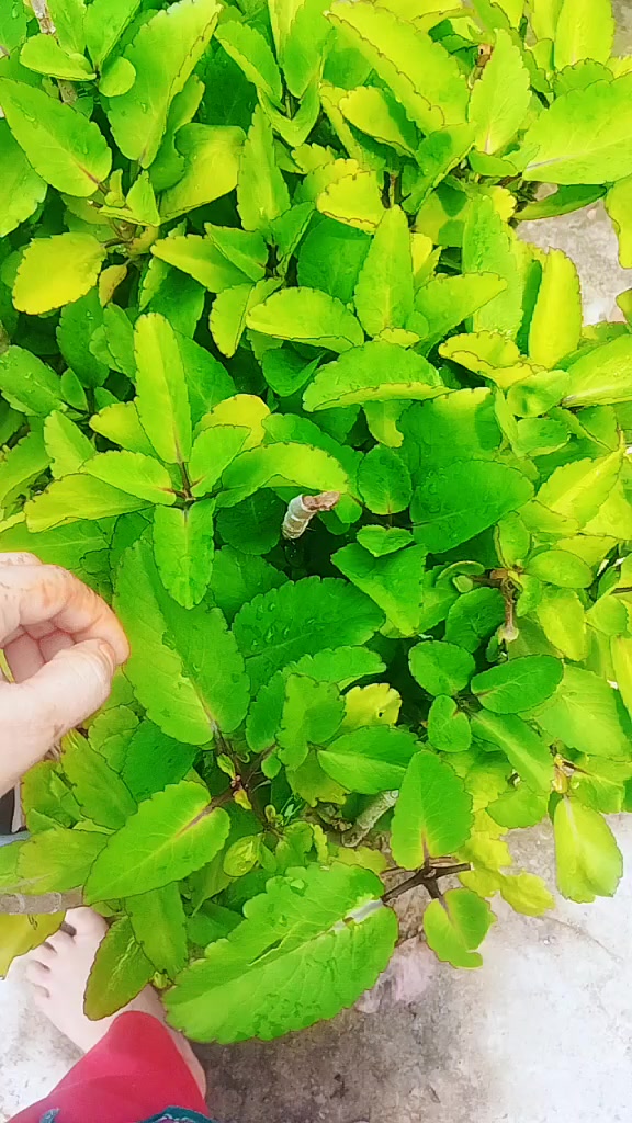 @🥰 মা-বাবার রাজকন্যা 🥰