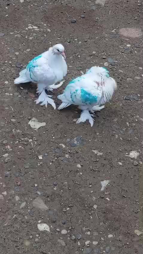 @ümidv ....