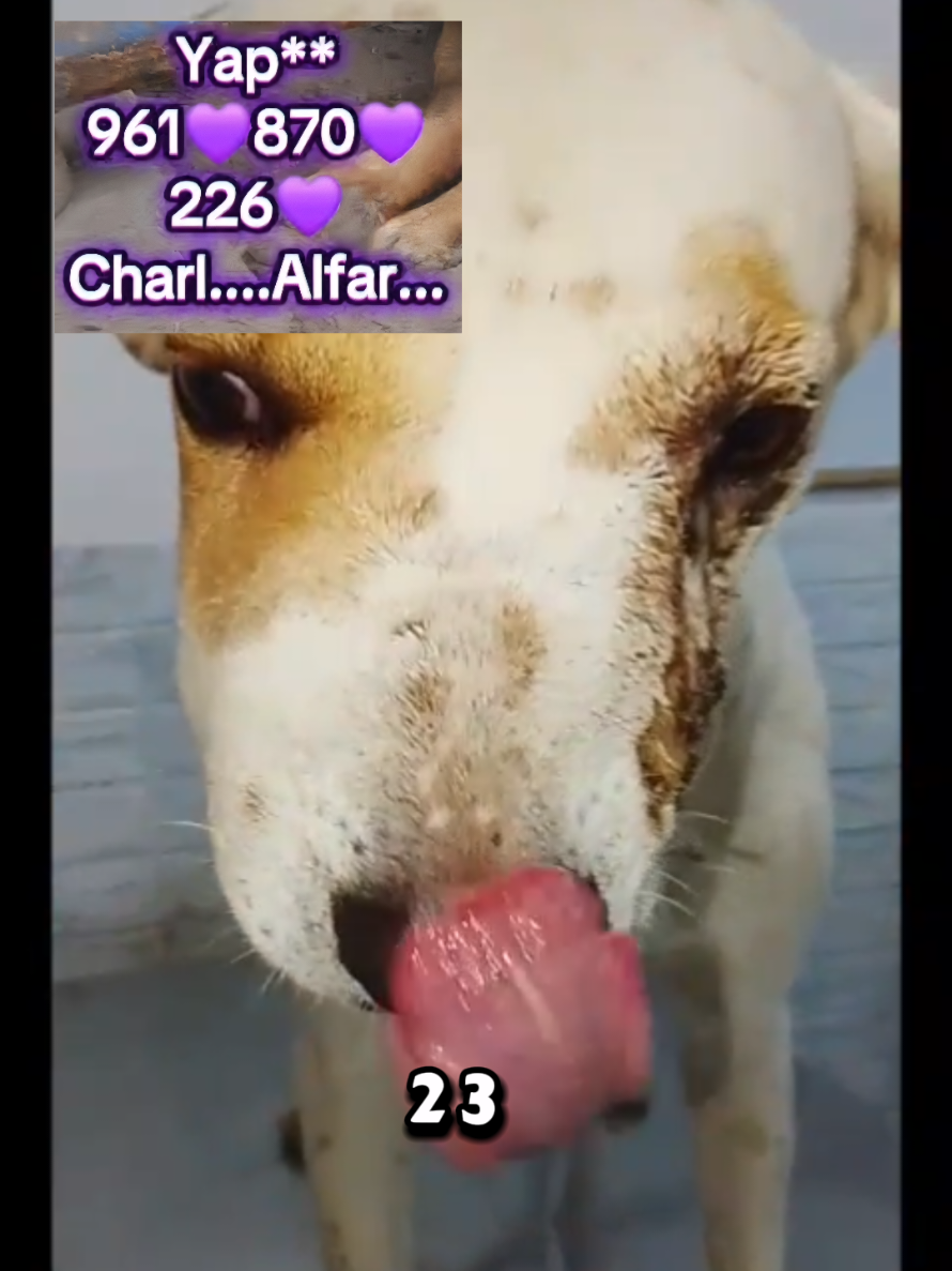 @Will AnimaLover