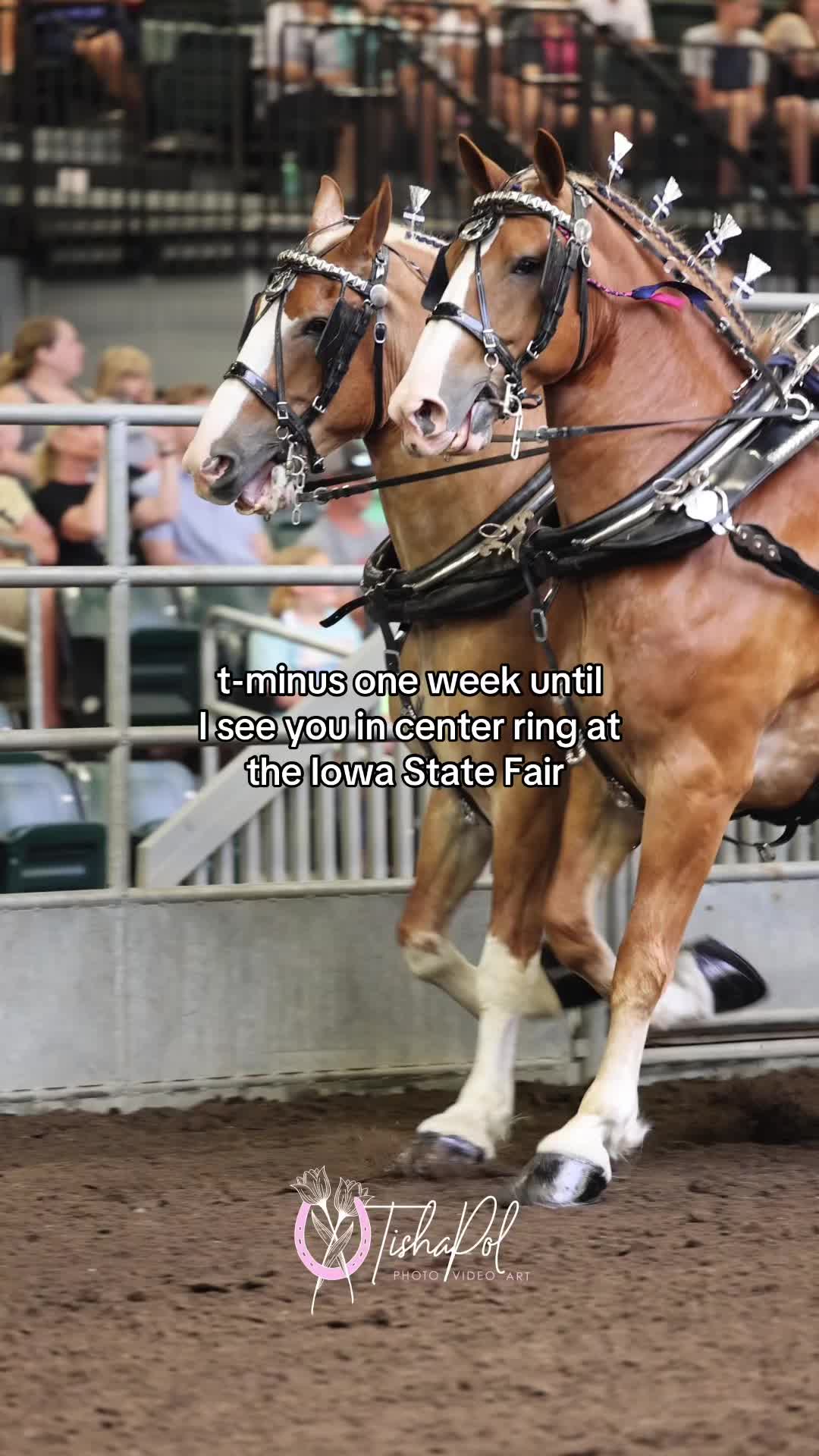 @Tisha 📸🦄 Equestrian&ensp;Photog