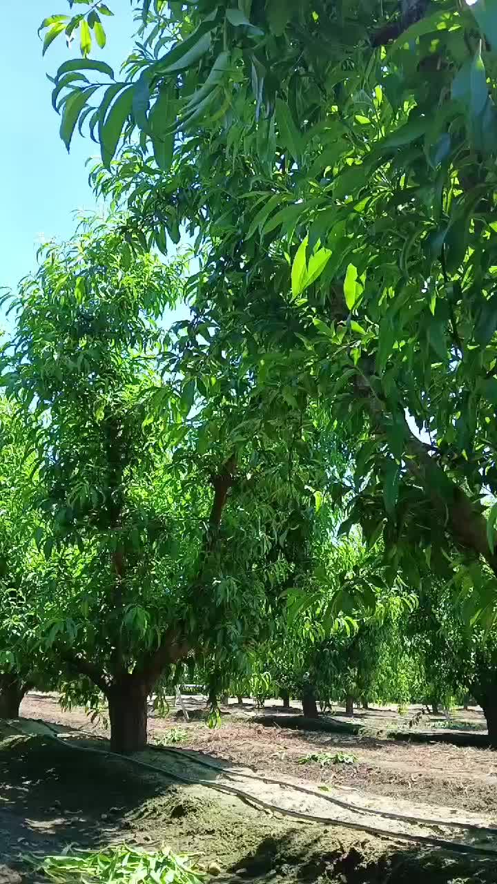 @Rigoberto Arias