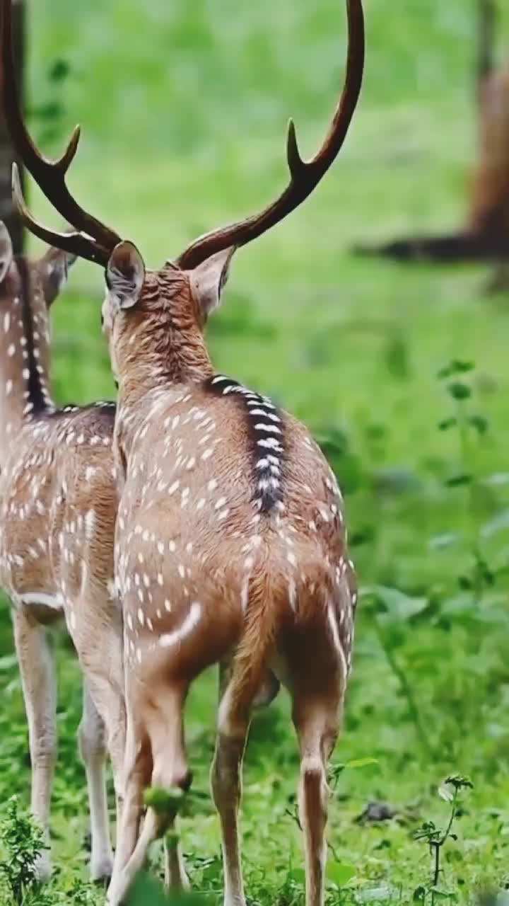 @Animal power