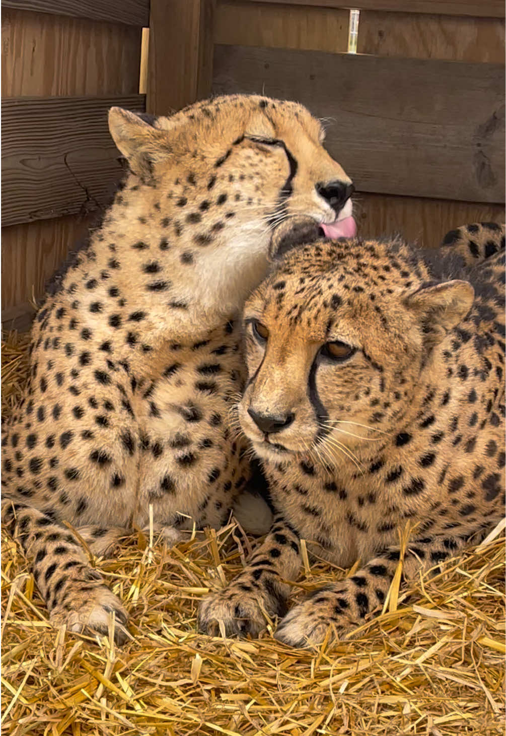 @The Wildcat Sanctuary