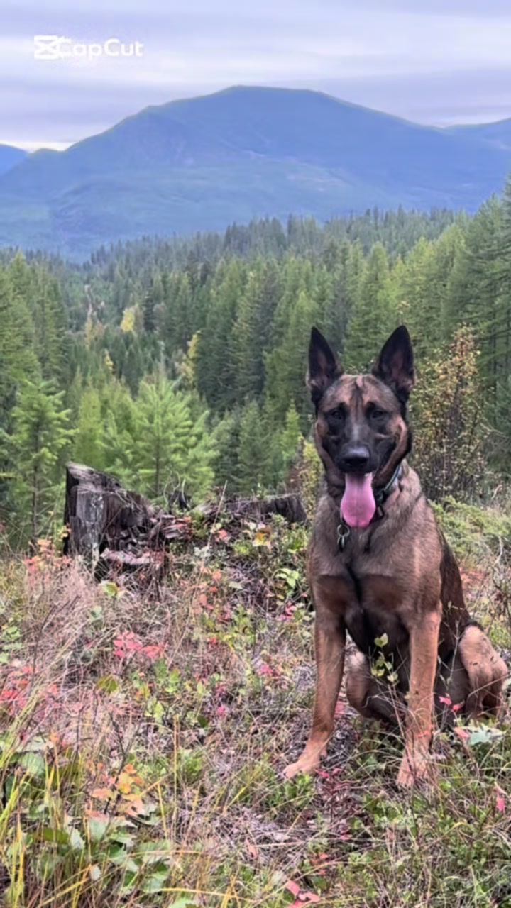 @Kodas World- Ari and Koda 🇨🇦
