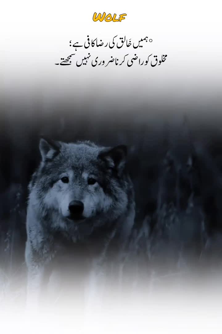 @Wolf ๐บ