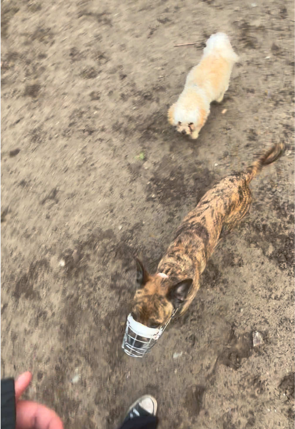 @die.hunde.mafia2