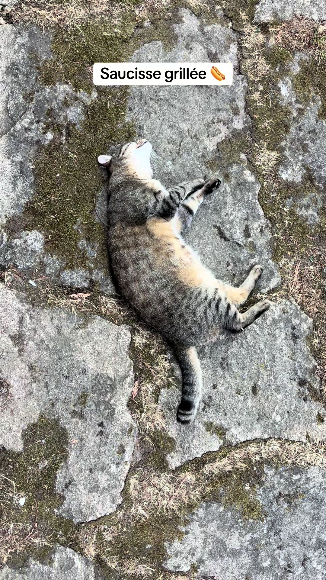 @Bulle la chatte 🐈