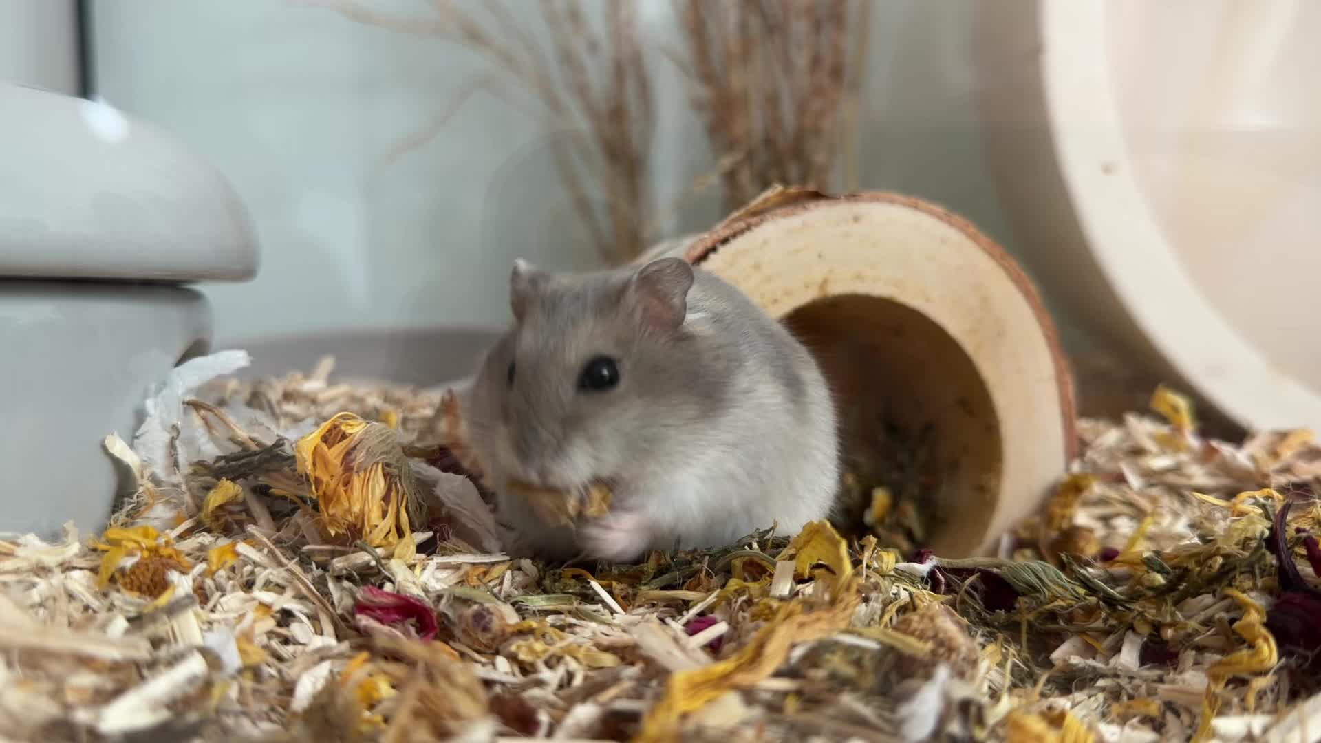 @peanutthehamster1
