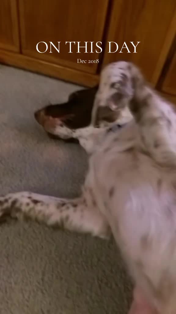 @Gizmo_in_boots