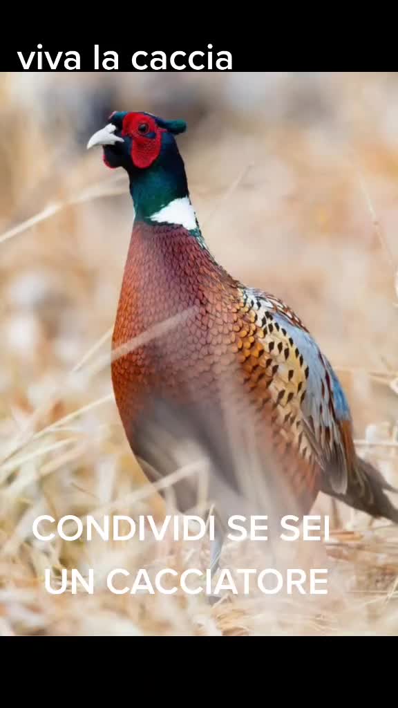 @il cinghiale di tiktok