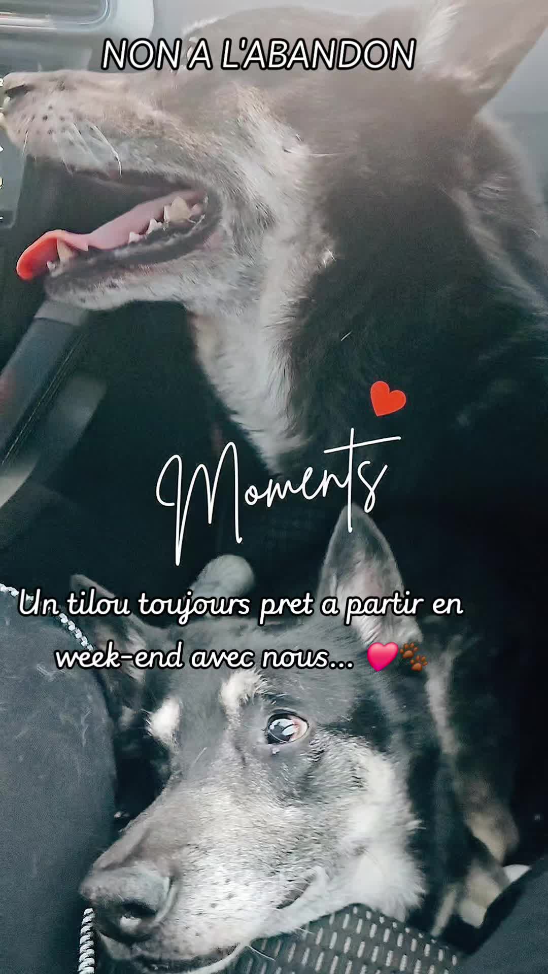 @laura mom and dogmom