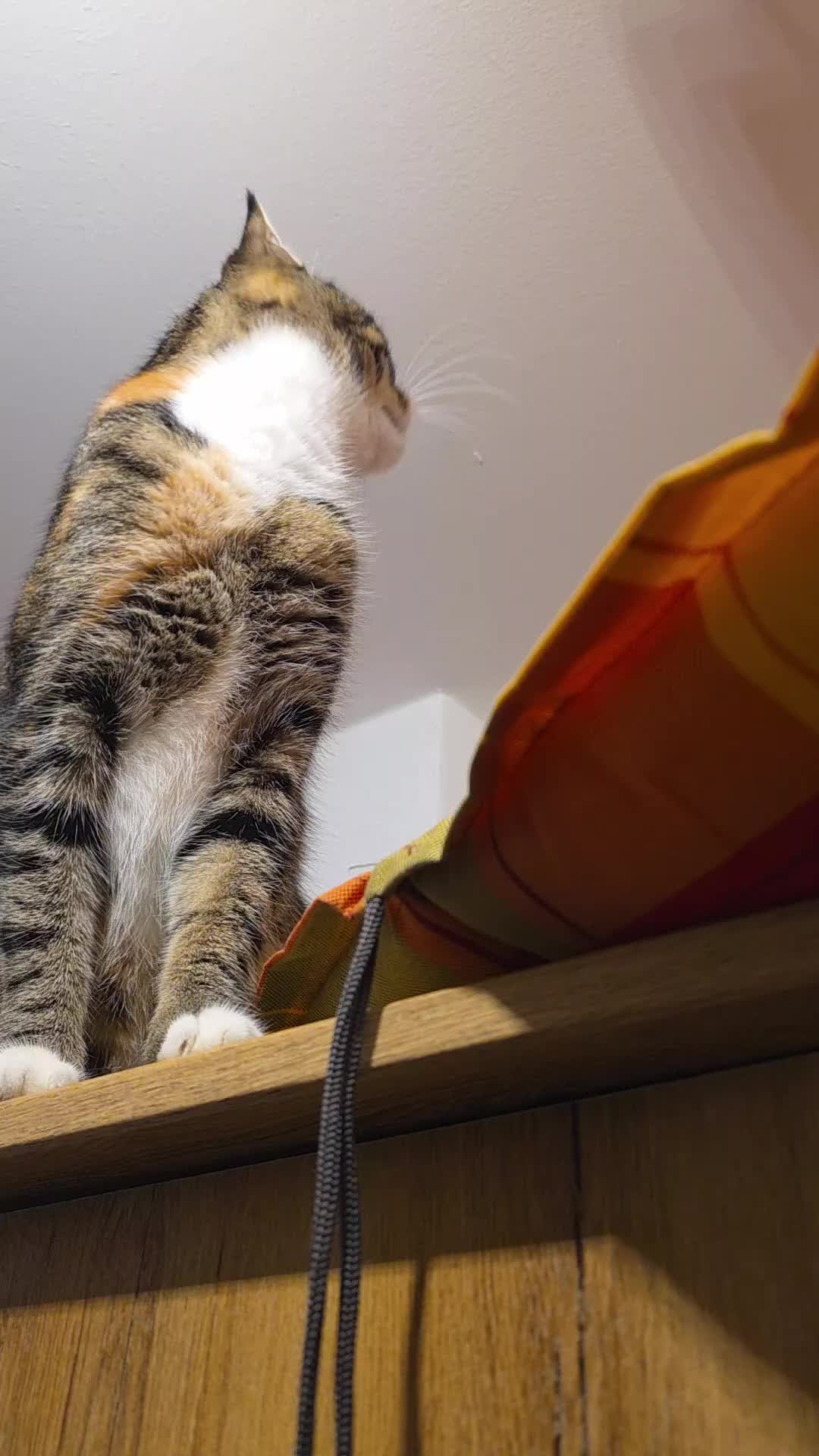 @diana🐱🐈🐈🐈