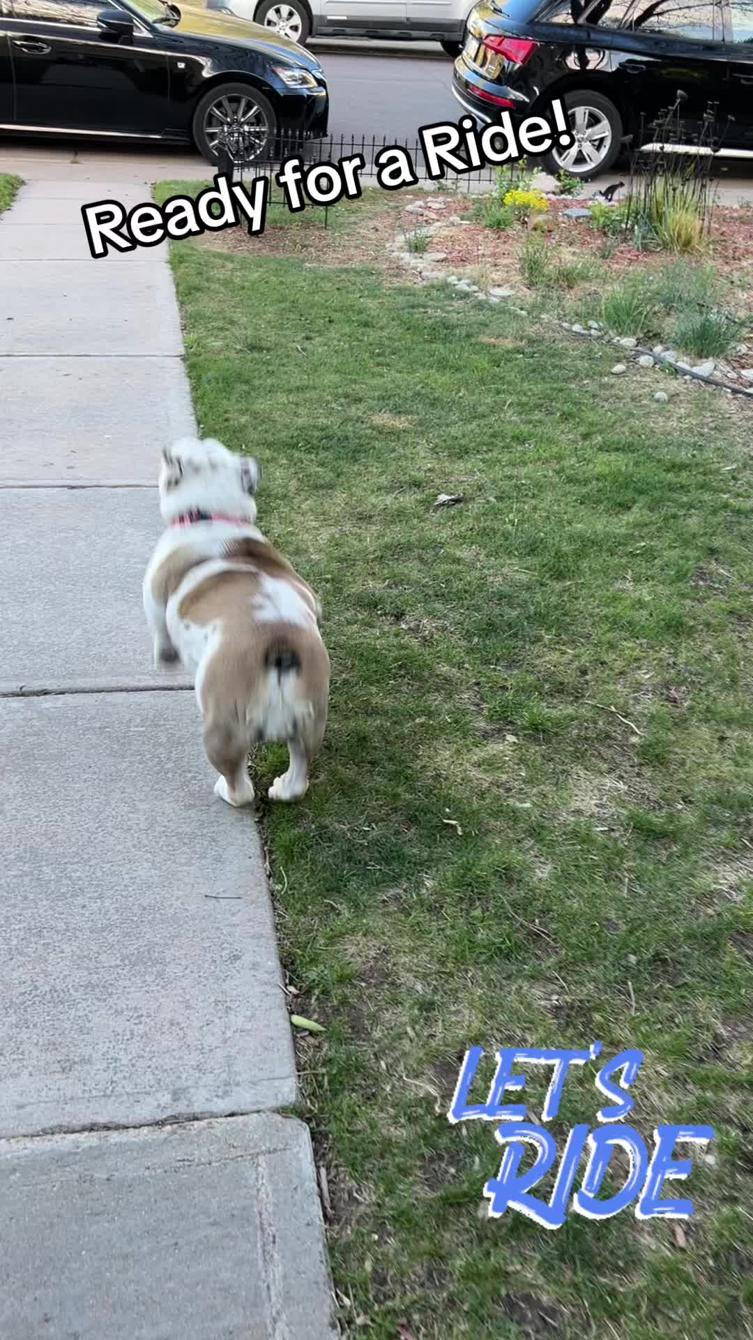 @MabeltheBulldog