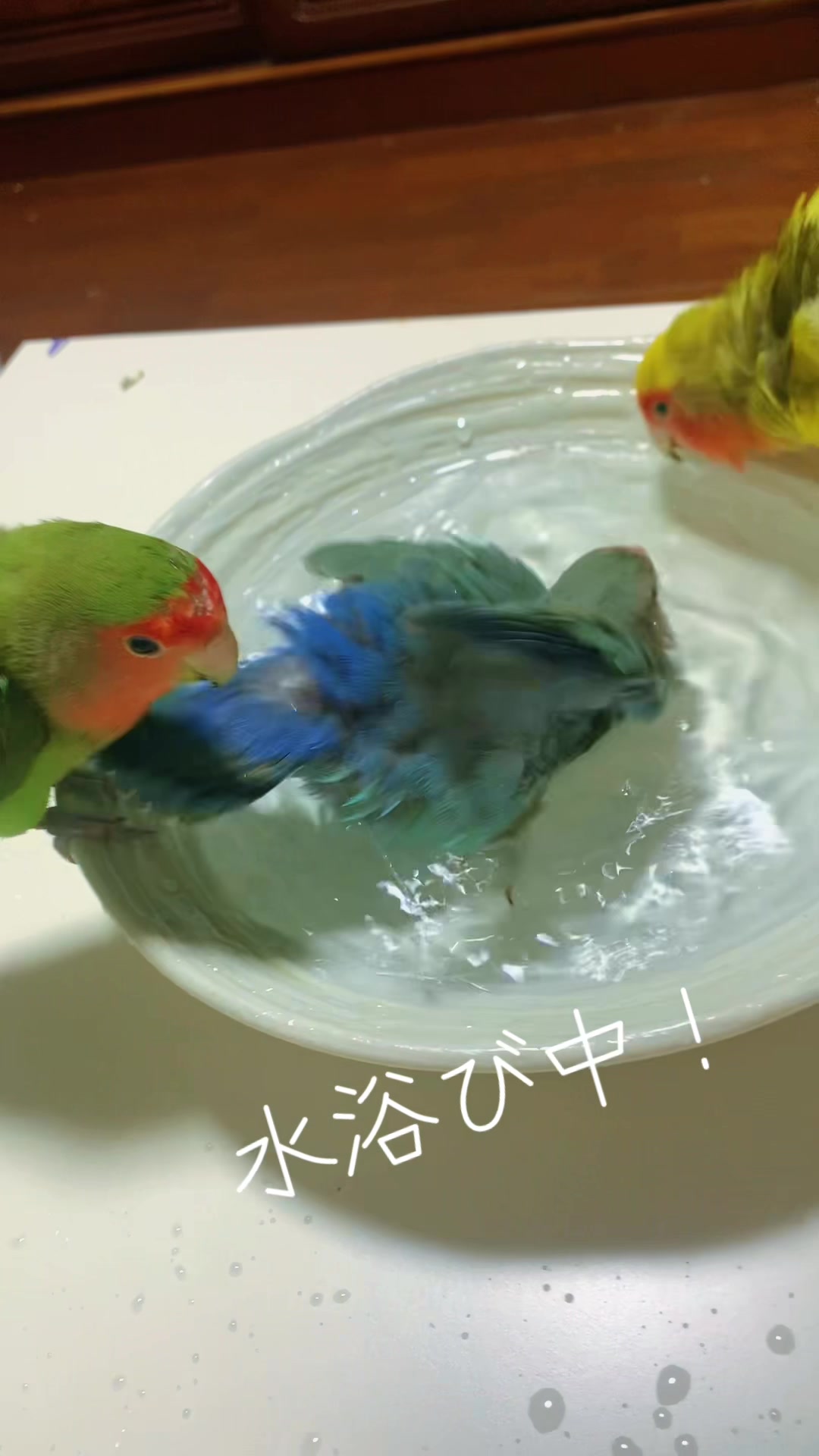 @🦜amaharu🦜