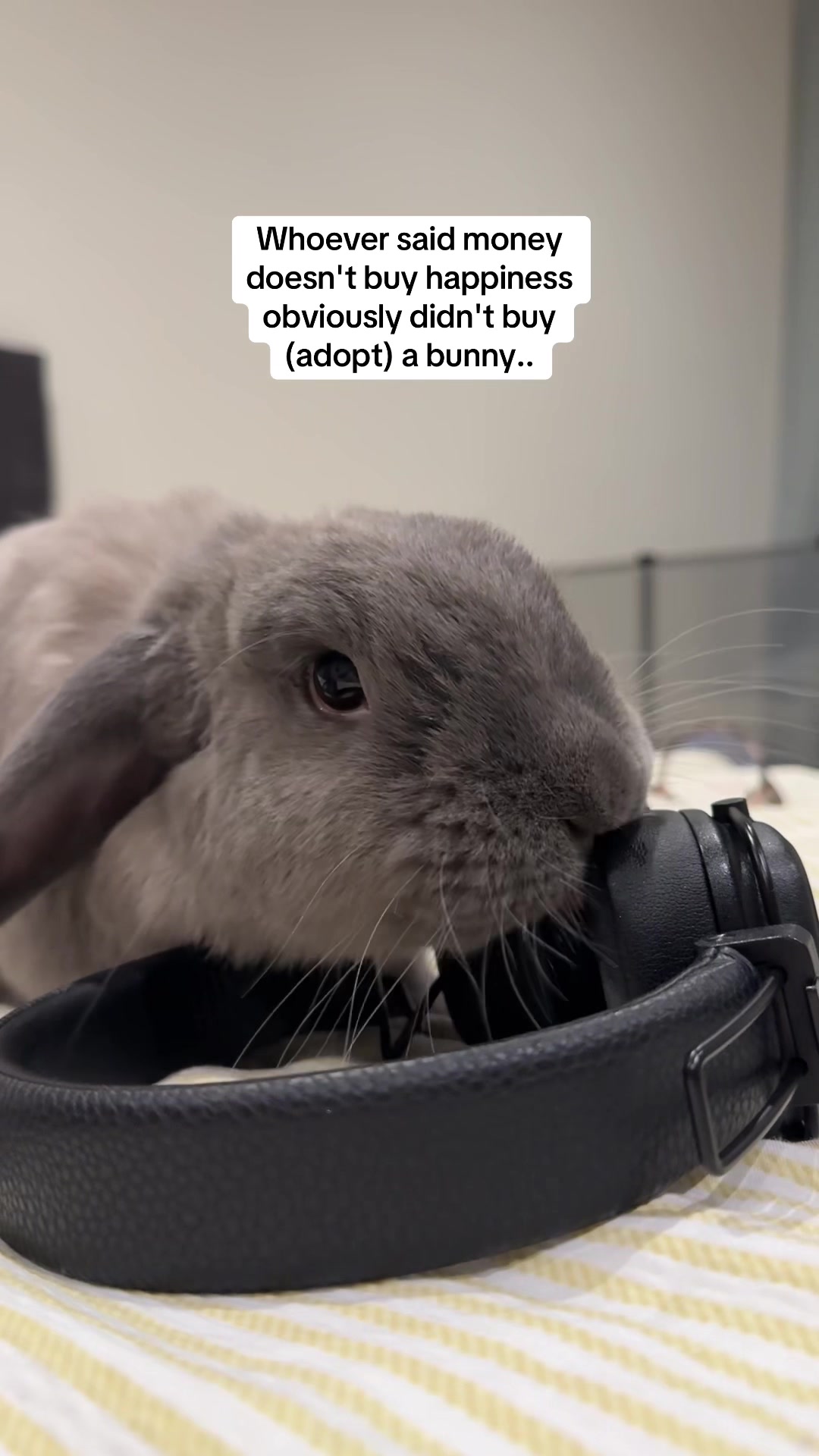@Buzz the Bunny