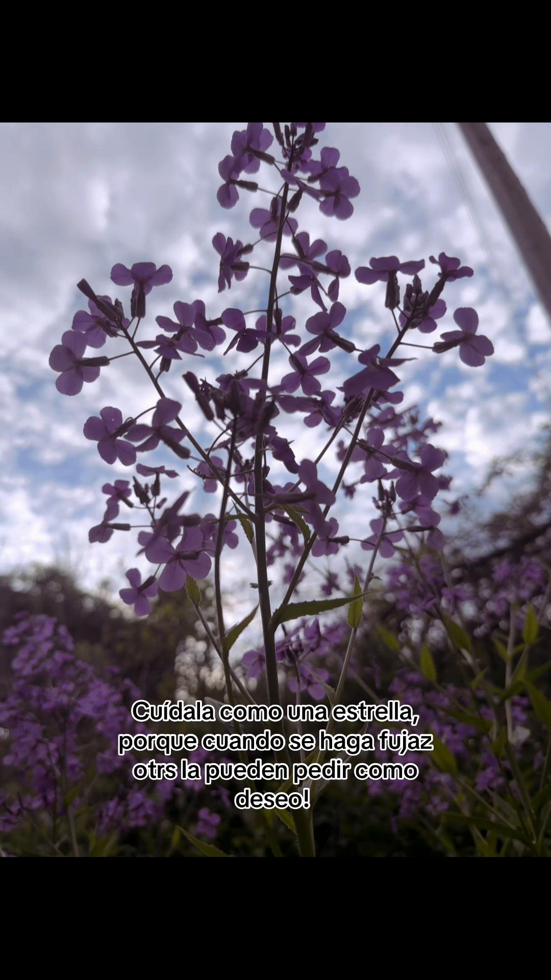 @𝑀𝒾 𝓈𝓊𝓈𝓊𝓇𝓇𝑜
