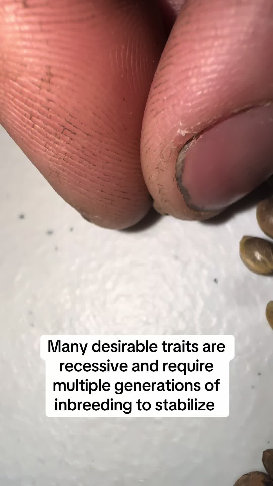 @SEEDTIVA
