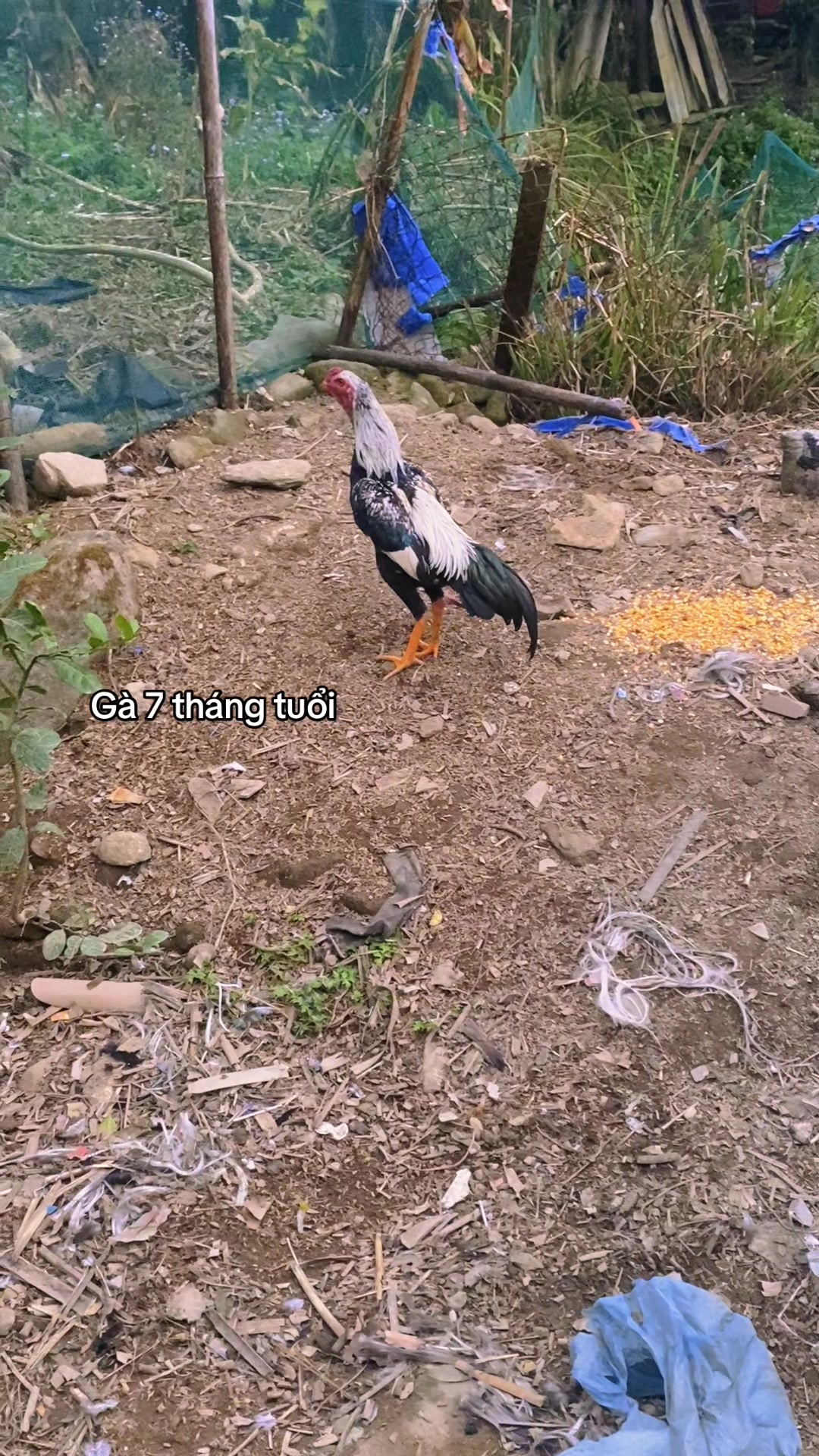 @Sinh gà Cỏ