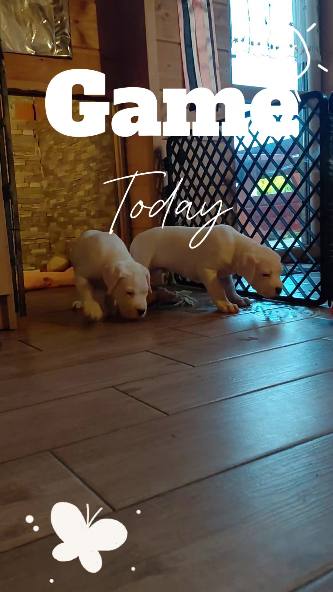@Viola Trojan Dogo Argentino