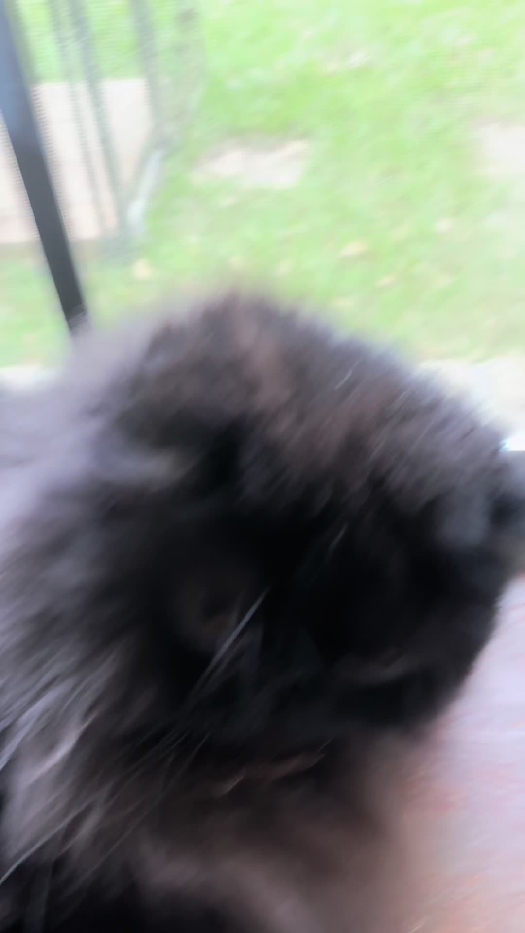 @𓃠Melissa’s10Fluffs𓃠
