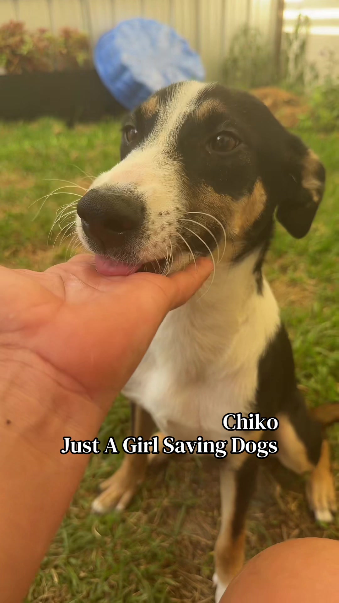 @Just A Girl Saving Dogs