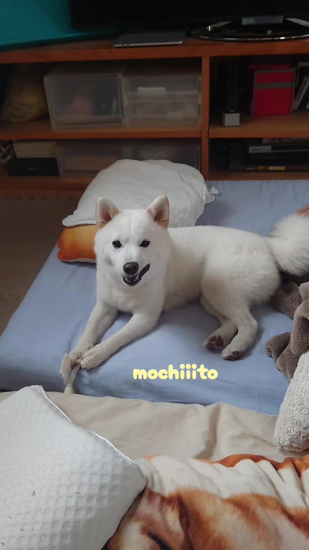 @Mochimaru